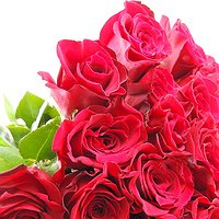 Ассоль (25 красных/белых роз)